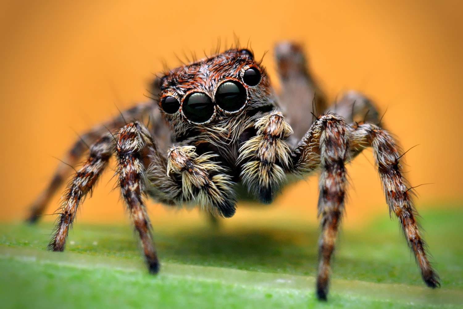 Astra, adult female
