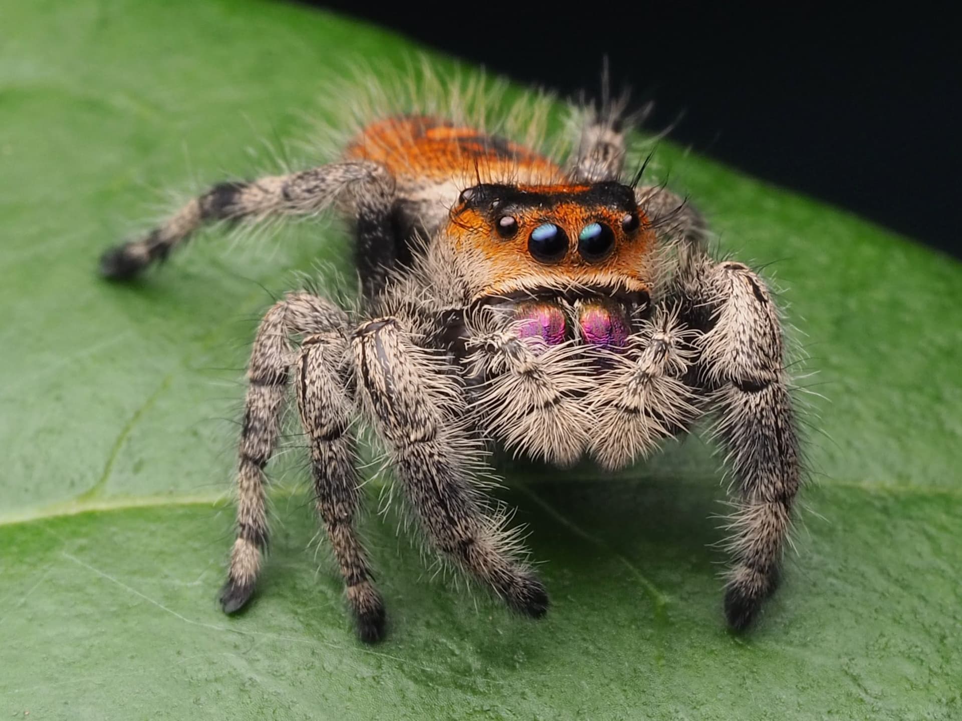 On a leaf